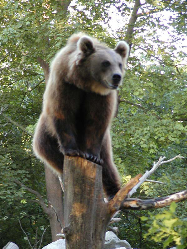 0443 e3 Bear on a tree (Skansen) P6210137