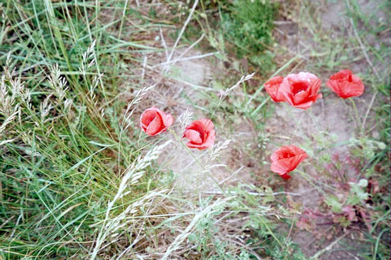 1980 Flowers at Ales Stennar 20690_09